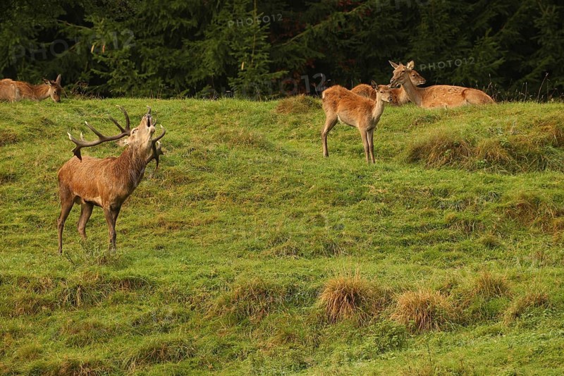 Red deer (Cervus elaphus) roaring during the rut, Allgäu, Bavaria, Germany, Allgäu, Bavaria, Germany, Europe