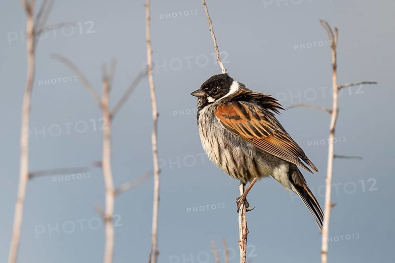 Reed bunting (Emberiza schoeniclus), male sitting on a branch, animal portrait, Bagges Dæmning, Ringkøbing Fjord, Denmark, Europe