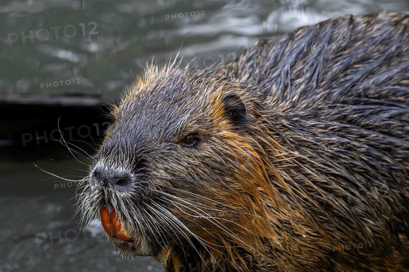 Coypu, nutria (Myocastor coypus) close-up portrait showing large bright orange-yellow incisors, invasive rodent in Europe, native to South America