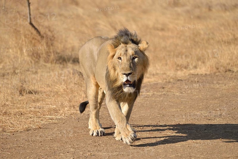 Asiatic Lion (Panthera leo persica), male, Gir Interpretation Zone, Gir Forest National Park, Gir Sanctuary, Gujarat, India, Asia