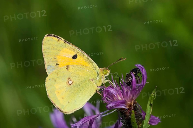 Pale Clouded Yellow (Colias hyale), Austria, Europe