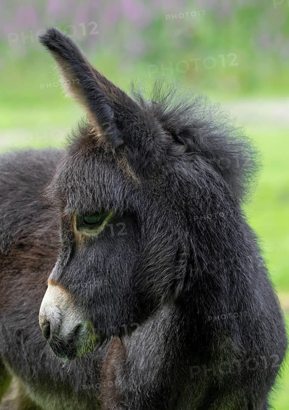 Miniature donkey, close-up portrait of cute black foal in meadow in spring, Mediterranean donkey breed originally from Sardinia and Sicily