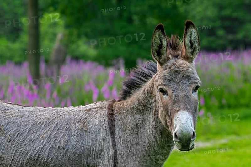 Miniature donkey, close-up portrait in meadow with flowers in spring, Mediterranean donkey breed originally from Sardinia and Sicily