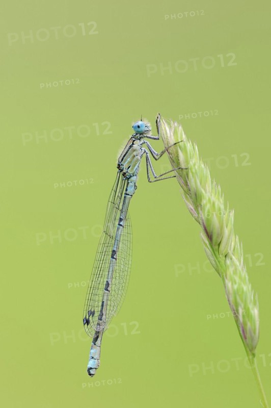 Common blue damselfly (Enallagma cyathigerum), male, North Rhine-Westphalia, Germany, Europe