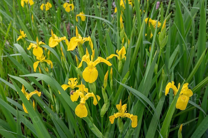 Yellow super iris (Iris pseudacorus), Bavaria, Germany, Europe