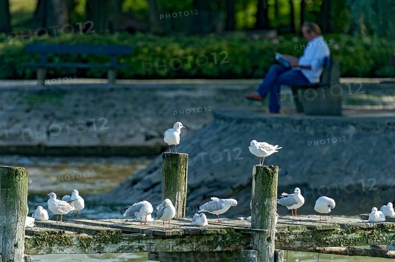 Black-headed gulls (Chroicocephalus ridibundus, syn. Larus ridibundus) on a dilapidated jetty, behind them a man reading blurredly on a bench on the promenade of Dießen am Lake Ammer, Upper Bavaria, Bavaria, Germany, Europe