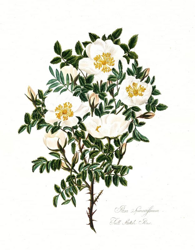 Rosa spinosissima, Full Scotch Rose, Rose, Old rose, Rose cultivar, Illustration from 1799, Historic, digitally restored reproduction from a 19th century original, Record date not stated