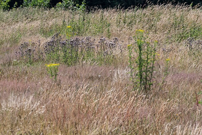 Extensive meadow with St James' ragwort (Senecio jacobaea) and flowering grasses, Emsland, Lower Saxony, Germany, Europe