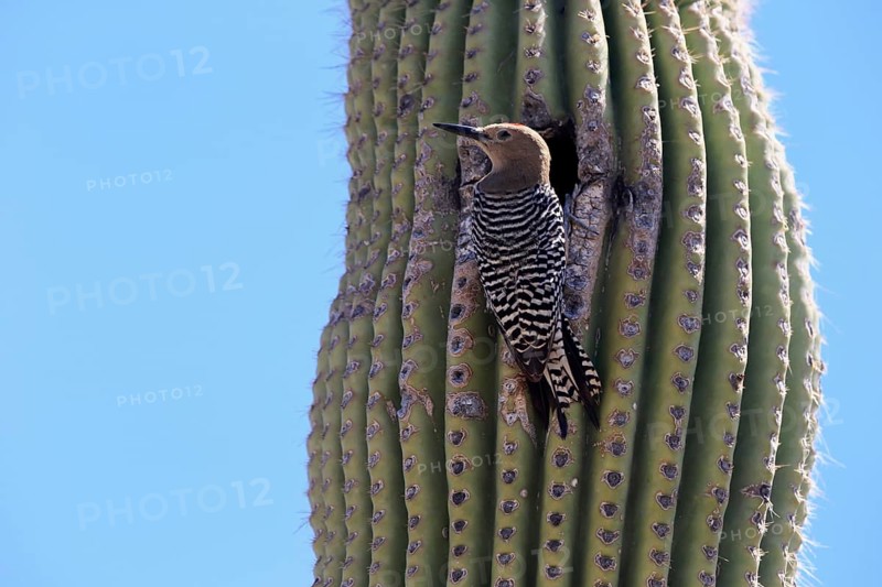 Gila woodpecker (Melanerpes uropygialis), adult, male, at breeding den, on saguaro cactus, Sonoran Desert, Arizona, North America, USA, North America