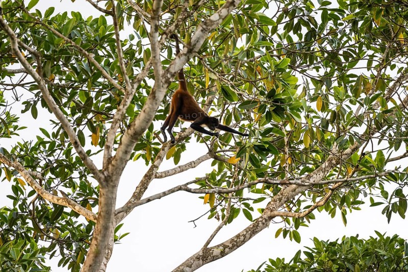 Geoffroy's spider monkey (Ateles geoffroyi), foraging in a tree, Sirena, Corcovado National Park, Osa, Puntarena Province, Costa Rica, Central America