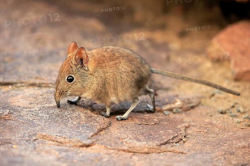 Short-eared elephant shrew, (Macroscelides probosideus), adult, foraging, Mountain Zebra National Park, Eastern Cape, South Africa, Africa