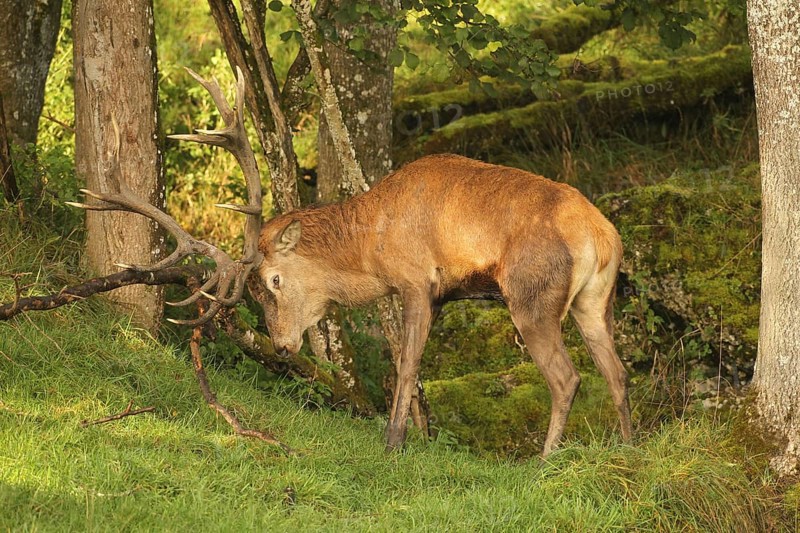 Red deer (Cervus elaphus) stag working on a branch lying on the ground during the rut, Allgäu, Bavaria, Germany, Allgäu, Bavaria, Germany, Europe