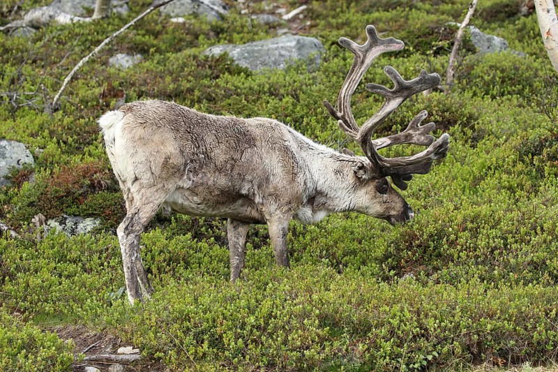 Reindeer (Rangifer tarandus) male animal with strong velvet antlers in the tundra among bilberry plants (Vaccinium myrtillus) Lapland, Northern Finland, Finland, Scandinavia, Europe