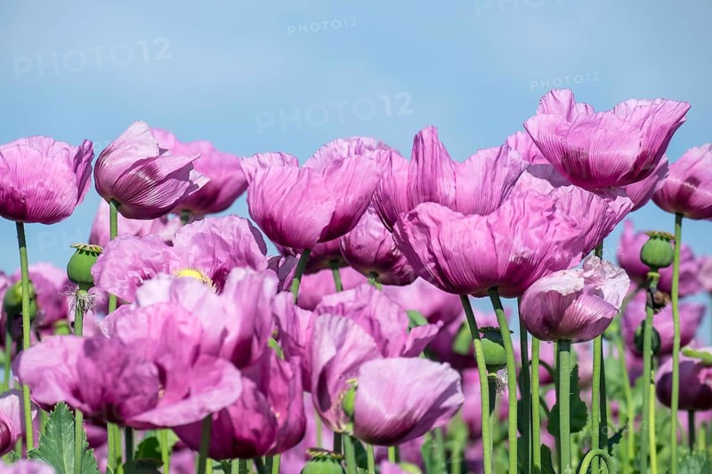 Opium poppy (Papaver somniferum), cultivation of edible poppy, poppy field, Donnersbergkreis, Palatinate, Rhineland-Palatinate