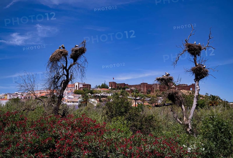 Several storks nesting in stork nests, young animals, behind Silves, castle, Castelo de Silves, cathedral, Sé Catedral de Silves, Algarve, Portugal, Europe