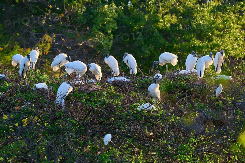 A group of Wood Stork (Mycteria americana), perched on nests in the trees during sunset, Wakodahatchee Wetlands, Delray Beach, Florida, USA, North America