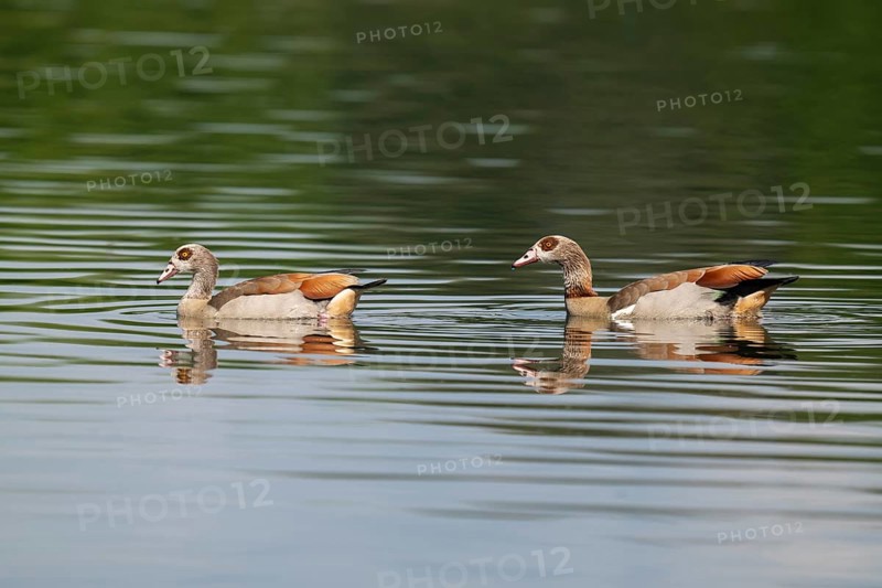 Egyptian goose (Alopochen aegyptiaca), a pair of Egyptian geese swimming on a pond, Thuringia, Germany, Europe