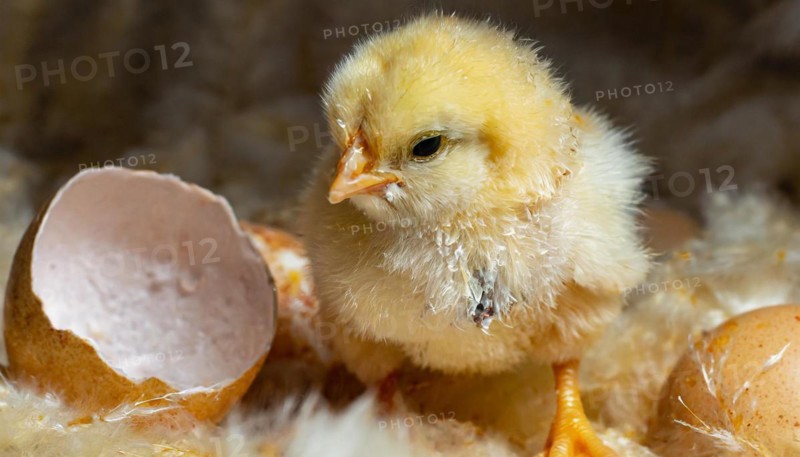 Agriculture, Animals, Chickens, Chickens freshly hatched from the egg, AI generated, AI generated