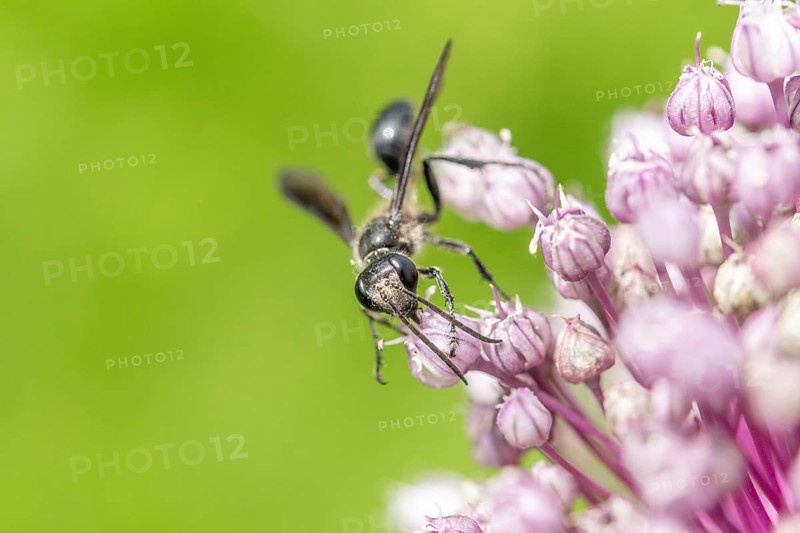 Mexican isodont (Isodontia mexicana) looking for pollen on a pink flower Bas rhin, Alsace, grand est, France, Europe