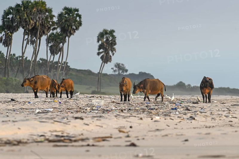 Red buffalo or forest buffalo (Syncerus nanus) search for food on the beach among plastic rubbish, Petit Loango, Loango National Park, Parc National de Loango, Ogooué-Maritime Province, Gabon, Africa