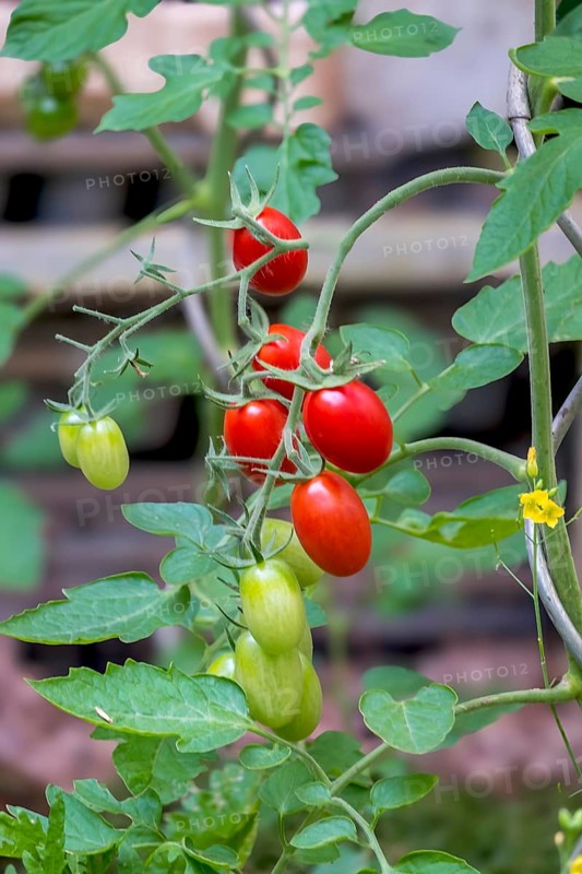Tomato plant with ripe and unripe fruits, North Rhine-Westphalia, Germany, Europe