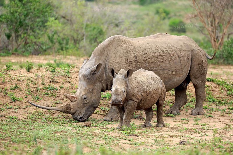 White rhino, white rhino (Ceratotherium simum), adult female feeding with young, foraging, two animals, Hluhluwe Umfolozi National Park, Hluhluwe iMfolozi National Park, KwaZulu Natal, South Africa, Africa