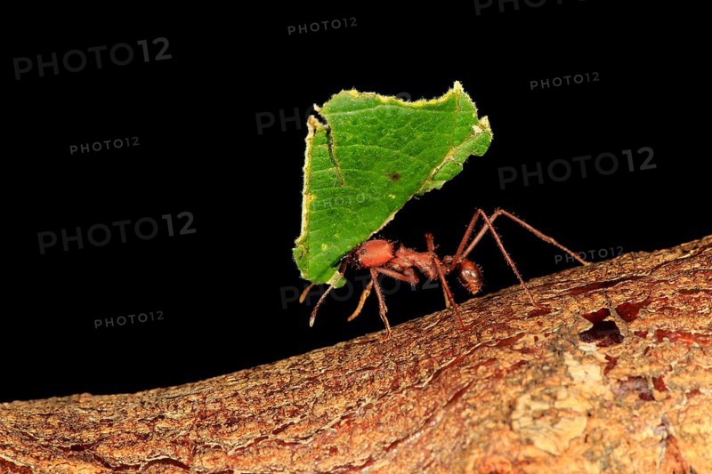 Leaf-cutter ant (Atta sexdens), carries leaf, transport, leaf, Central America, South America