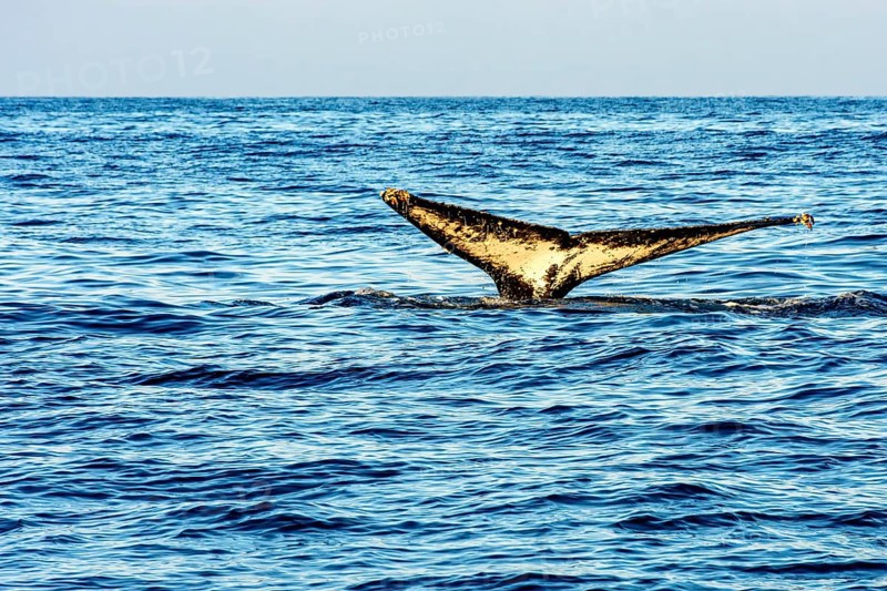 Humpback whale tail coming out of the sea off the coast of Ilhabela island, Ilhabela, Sao Paulo, Brazil, South America