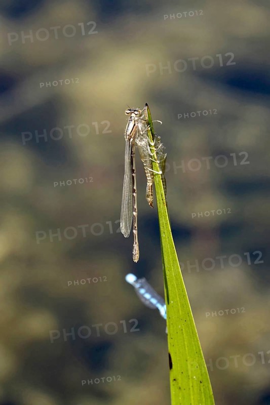 Upper Lusatian heath and pond landscape, dragonflies, empty larval shell of dragonfly, June, Saxony, Germany, Europe