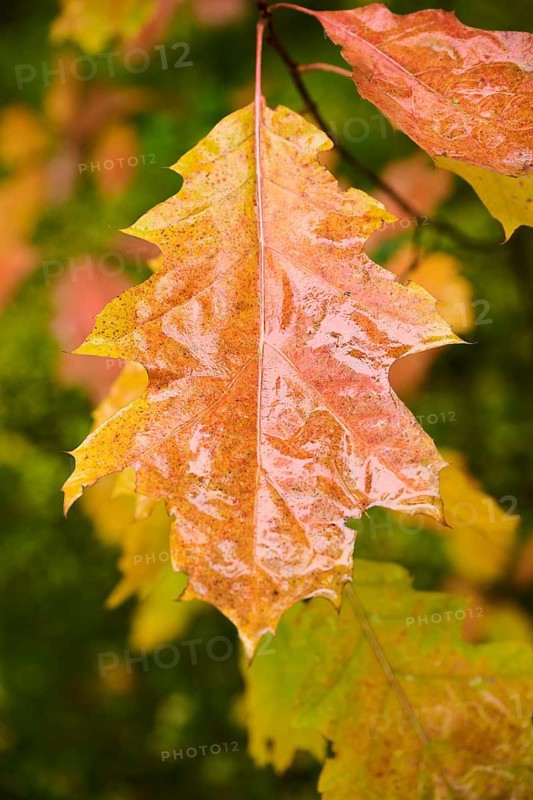 Norway maple (Acer platanoides) tree leafes, colored, in a forest in autumn, Bavaria, Germany, Europe