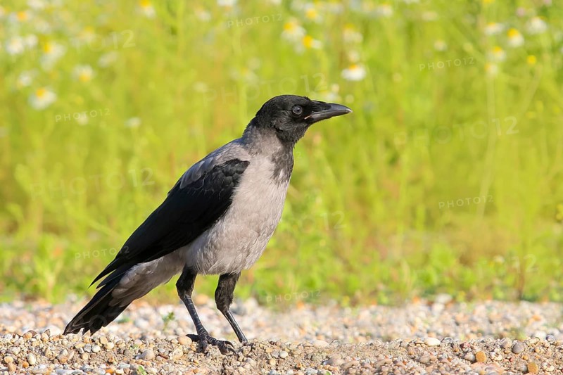 Hooded Crow (Corvus corone cornix), standing on a stony path, Wildlife, Ziggsee, Lake Neusiedl-Seewinkel National Park, Burgenland, Austria, Europe