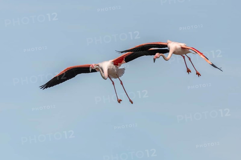 Two flamingos (Phoenicopterus roseus) flying in the blue sky in spring. Saintes Maries de la Mer, Parc naturel regional de Camargue, Arles, Provence Alpes Cote d'Azur, France, Europe