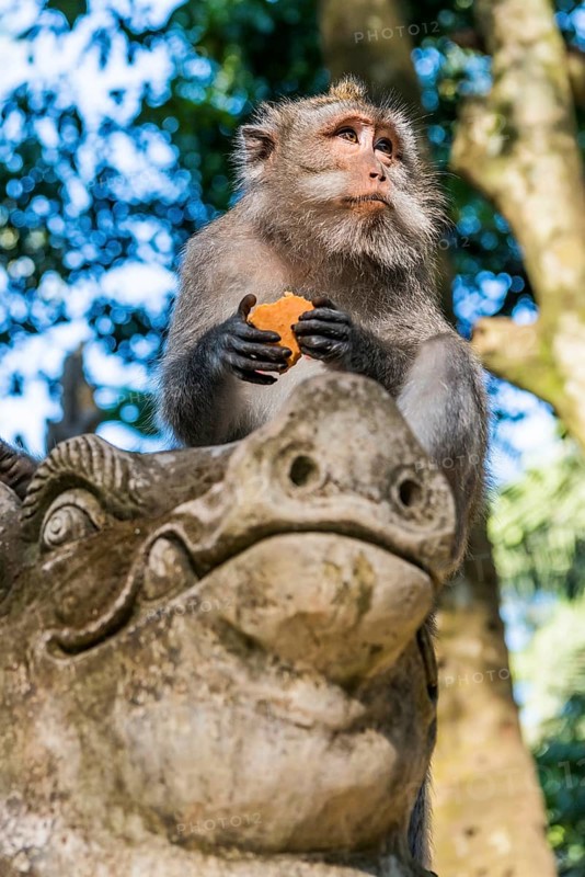 Macaque (Macaca), monkey, guenon animal, macaque, wildlife, nature, wild, mammal, fauna, looks, camera view, looks, looking, looking at, eating, pretty, jungle, fur, face, attentive, travel, holiday, tourism, park, asian, cheeky, attraction, Sacred monkey forest, Ubud, Bali, Indonesia, Asia