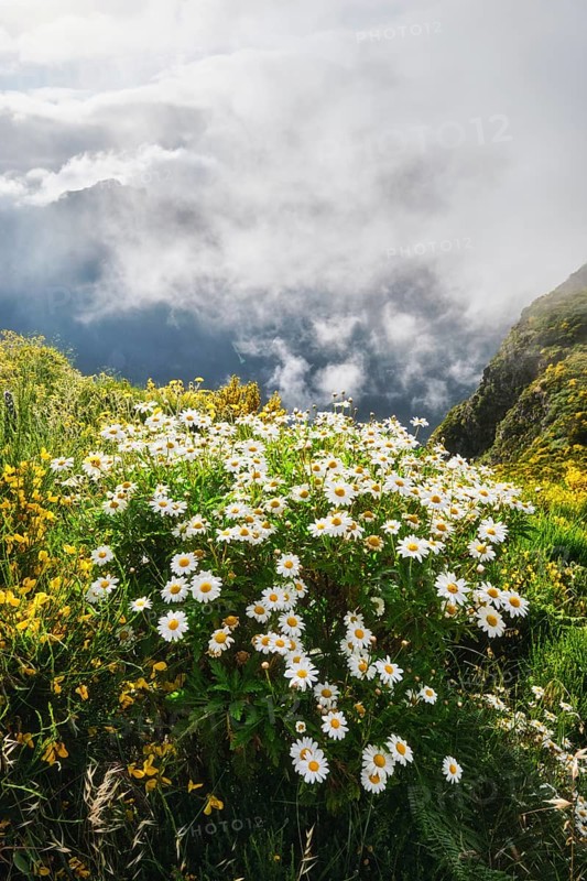 Madeira landscape with daisy flowers and blooming Cytisus shrubs and mountains in clouds. Miradouros do Paredao, Madeira island, Portugal, Europe