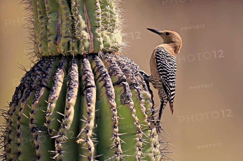 Gila woodpecker (Melanerpes uropygialis), adult, male, on saguaro cactus, foraging, Sonoran Desert, Arizona, North America, USA, North America