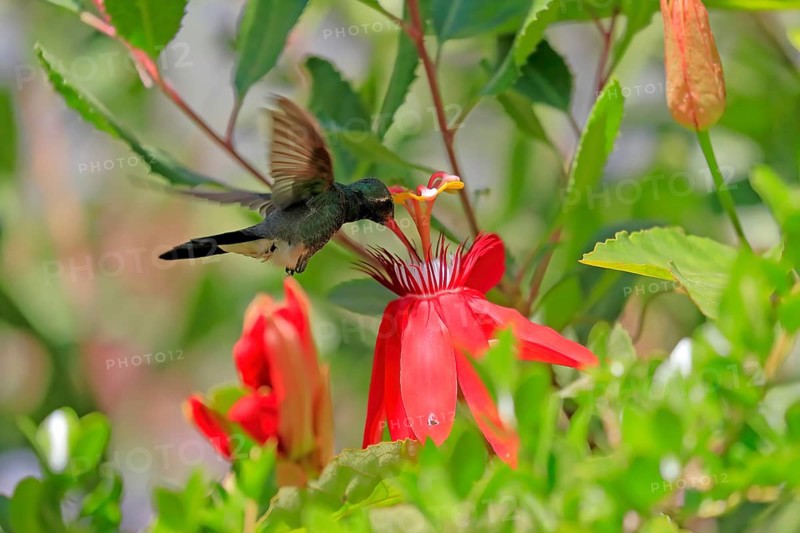 Broad-billed hummingbird (Cynanthus latirostris), adult, male, flying, on flower, foraging, Sonoran Desert, Arizona, North America, USA, North America