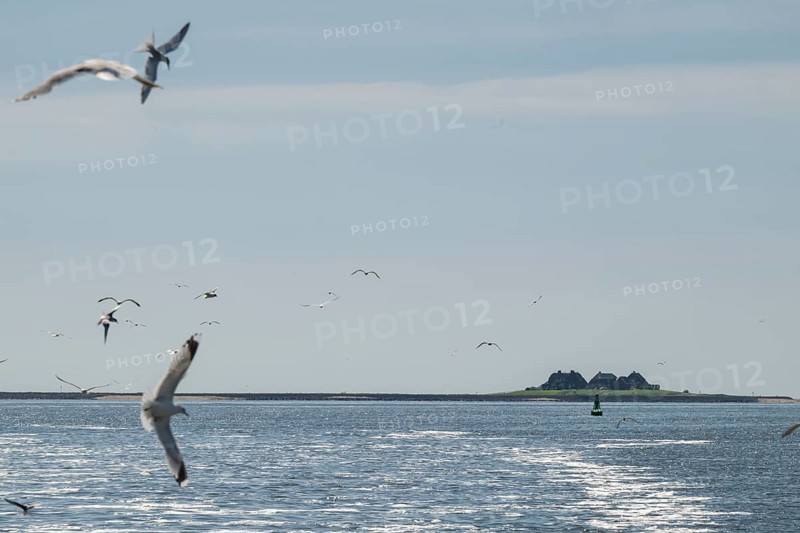 Seagulls in flight, in the background Hallig Hooge, North Frisia, Schleswig-Holstein, Germany, Europe