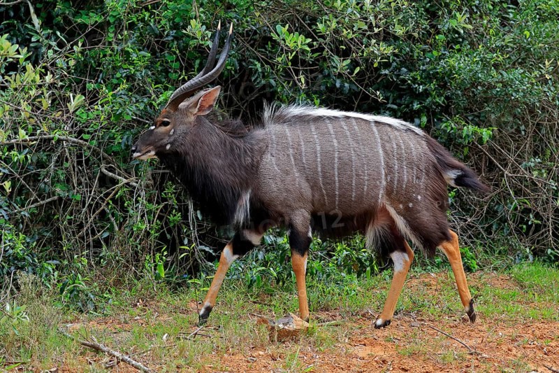 Nyala (Tragelaphus angasii), adult, male, foraging, Saint Lucia Estuary, Isimangaliso Wetland Park, Kwazulu Natal, South Africa, Africa