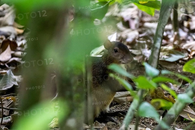 Central American agouti (Dasyprocta punctata), tropical rainforest, Corcovado National Park, Osa, Puntarena Province, Costa Rica, Central America