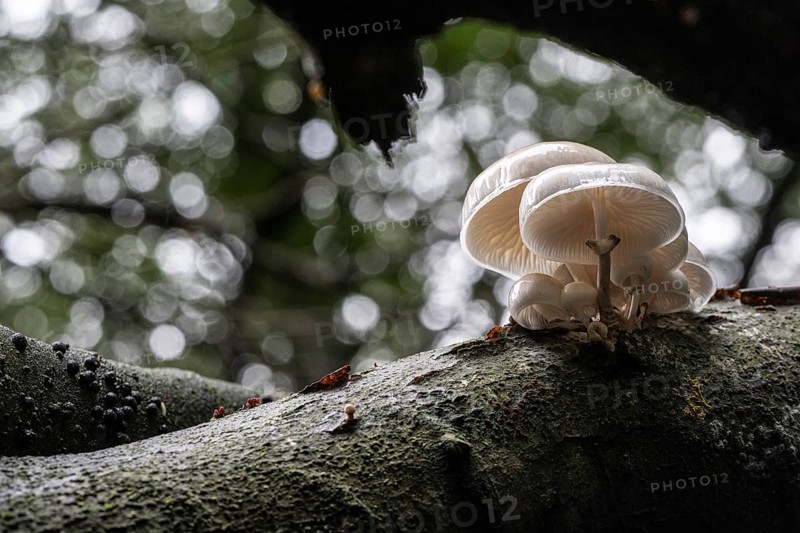 Ringed beech slime beetle (Oudemansiella mucida), Emsland, Lower Saxony, Germany, Europe