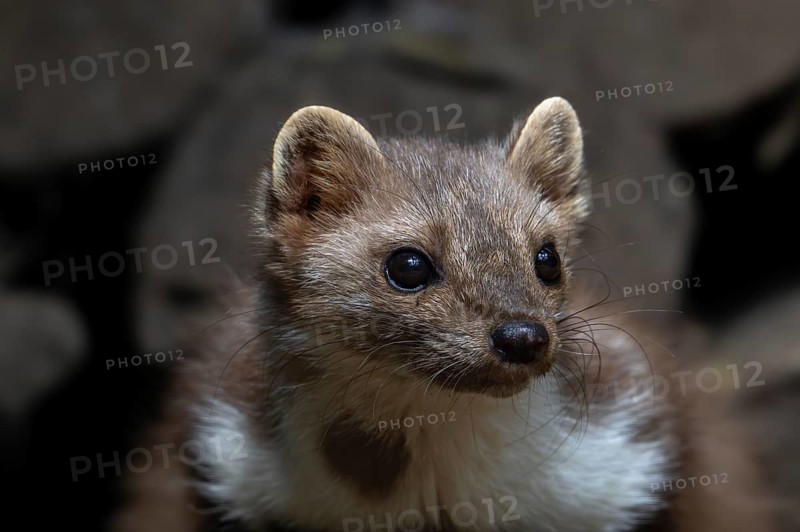 Close-up of beech marten, stone marten (Martes foina) resting in wood pile, woodpile