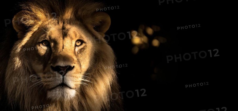 Fierce powerful and composed lion closeup, AI generated