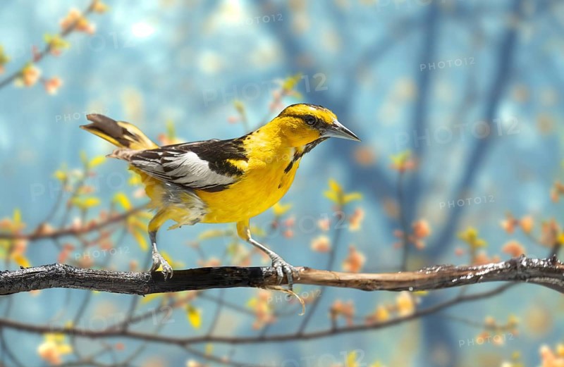 Bullock's oriole bird close-up perched on a branch in the meadow
