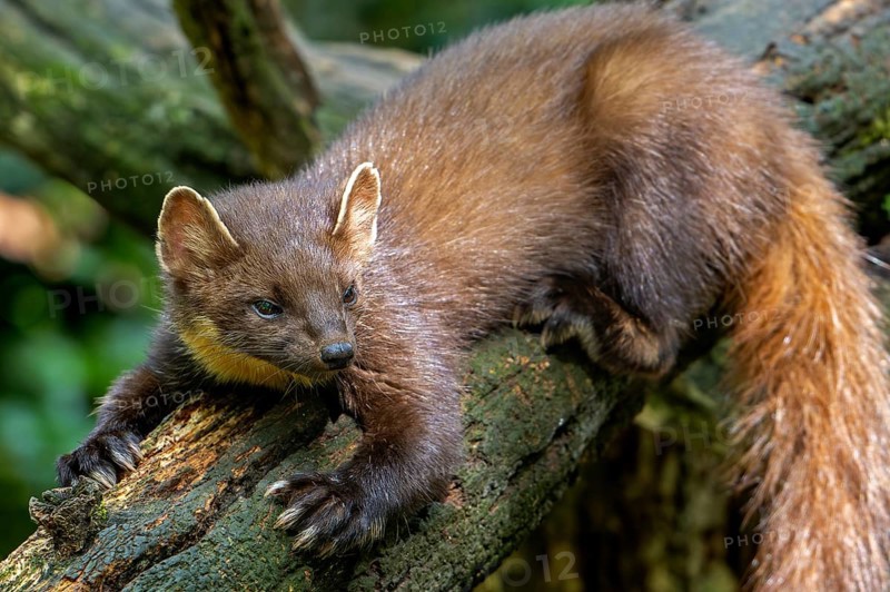 European pine marten (Martes martes) on tree trunk in forest showing big paws with semi-retractable claws for climbing trees