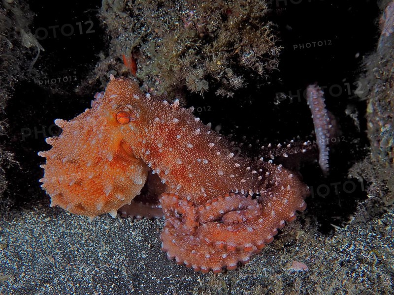 An orange octopus with long tentacles, Callistoctopus macropus (Callistoctopus macropus), at night. Dive site Los Cancajos, La Palma, Canary Islands, Spain, Atlantic Ocean, Europe