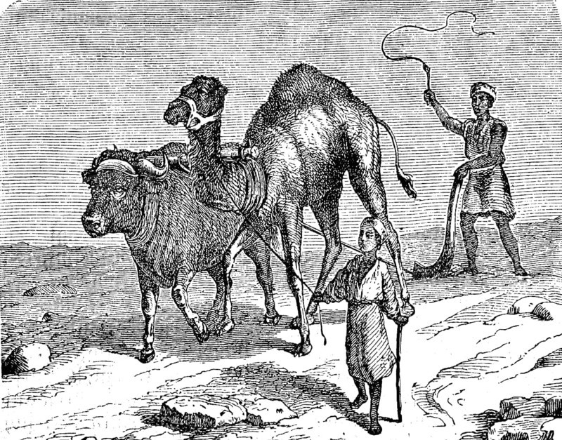 Agriculture, tillage in Egypt, ploughing with a plough drawn by camel and cattle, 1880, Historical, digital reproduction of an original from the 19th century