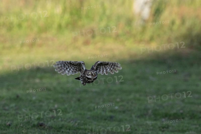 Little owl (Athene noctua), flying, Emsland, Lower Saxony, Germany, Europe