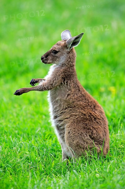 Kangaroo Island grey kangaroo (Macropus fuliginosus fuliginosus), young animal, Kangaroo Island, Australia, Oceania