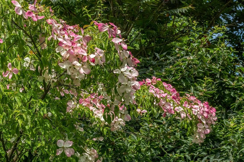 Flowering dogwood (Cornus), Münsterland, North Rhine-Westphalia, Germany, Europe