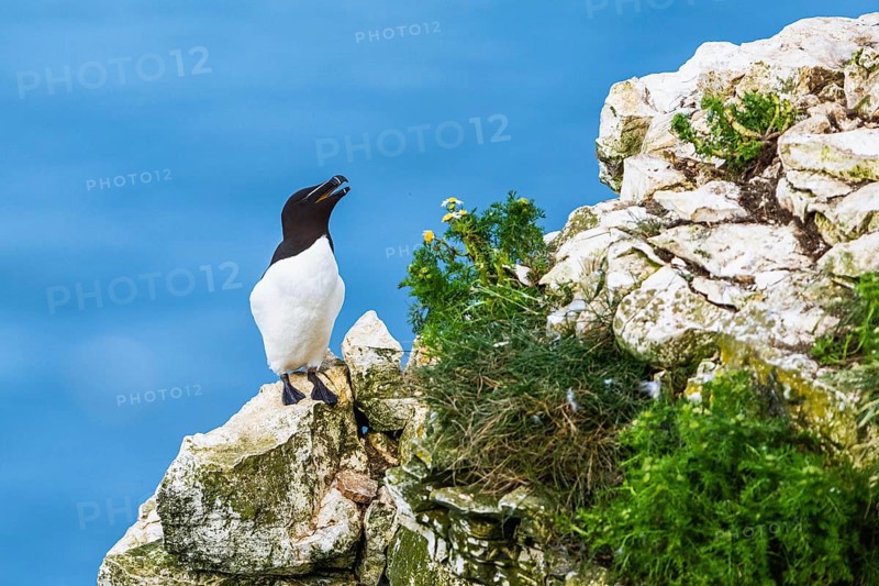 Razorbill, Alca Torda, birds on cliffs, Bempton Cliffs, North Yorkshire, England, United Kingdom, Europe